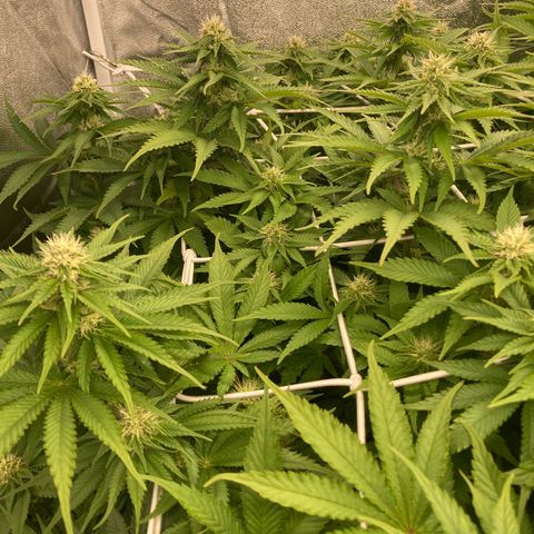 Cookies Gelato growlog timeline photo