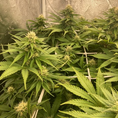 Cookies Gelato growlog timeline photo