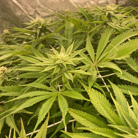 Royal Gorilla growlog timeline photo