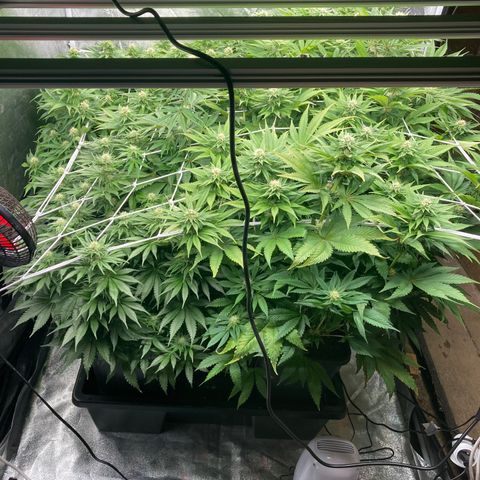 Wedding Crasher growlog timeline photo