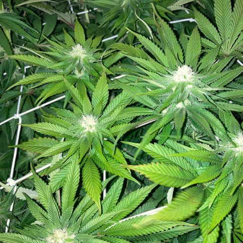 Wedding Crasher growlog timeline photo
