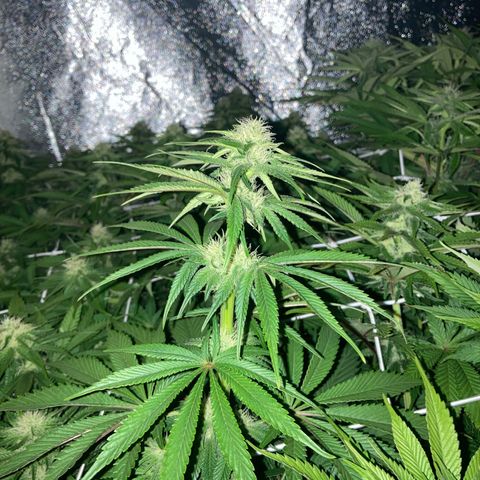 Cookies Gelato growlog timeline photo