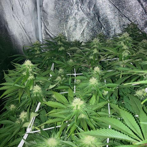Cookies Gelato growlog timeline photo