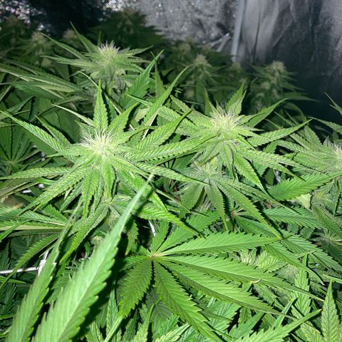 Royal Gorilla growlog timeline photo