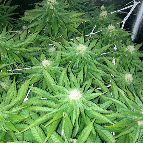 Wedding Crasher growlog timeline photo