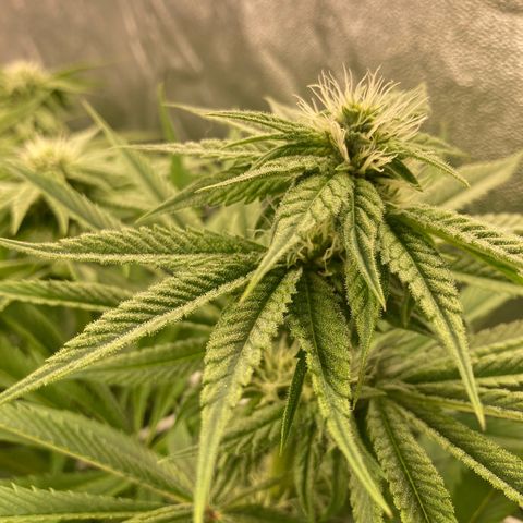 Royal Gorilla growlog timeline photo