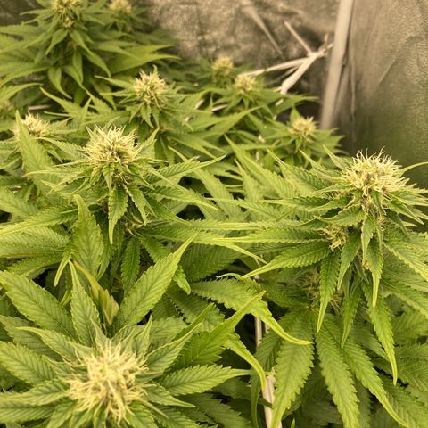 Cookies Gelato growlog timeline photo
