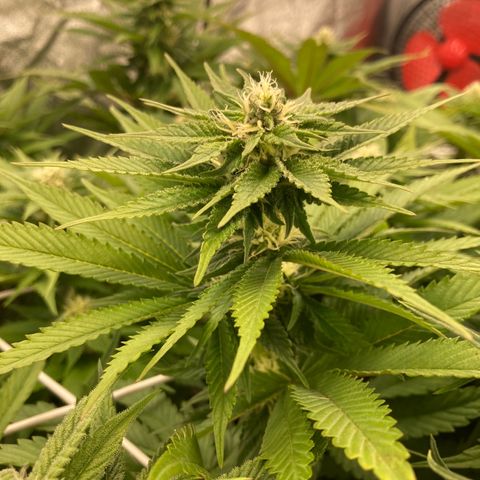 Wedding Crasher growlog timeline photo