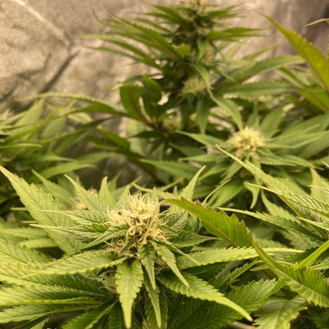 Wedding Crasher growlog timeline photo