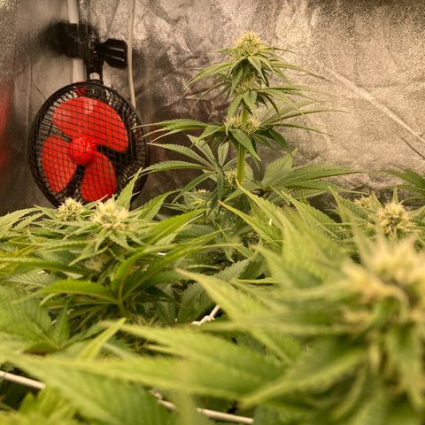 Wedding Crasher growlog timeline photo