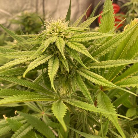 Royal Gorilla growlog timeline photo