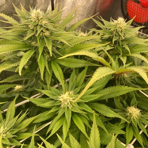 Wedding Crasher growlog timeline photo
