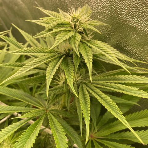 Royal Gorilla growlog timeline photo