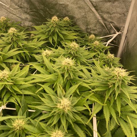 Cookies Gelato growlog timeline photo