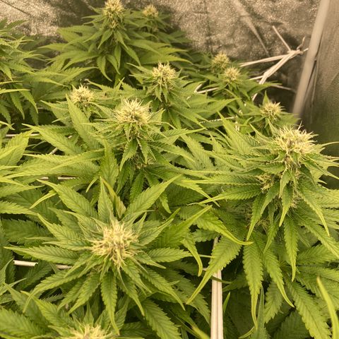 Cookies Gelato growlog timeline photo