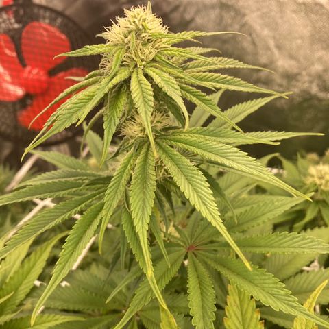 Wedding Crasher growlog timeline photo