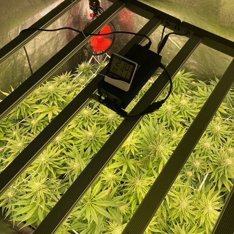Wedding Crasher growlog timeline photo