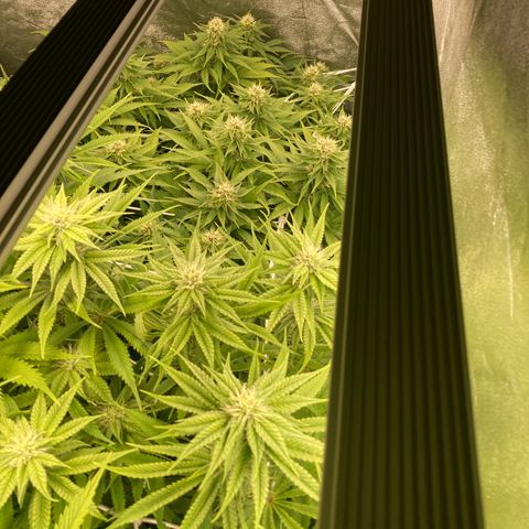 Wedding Crasher growlog timeline photo