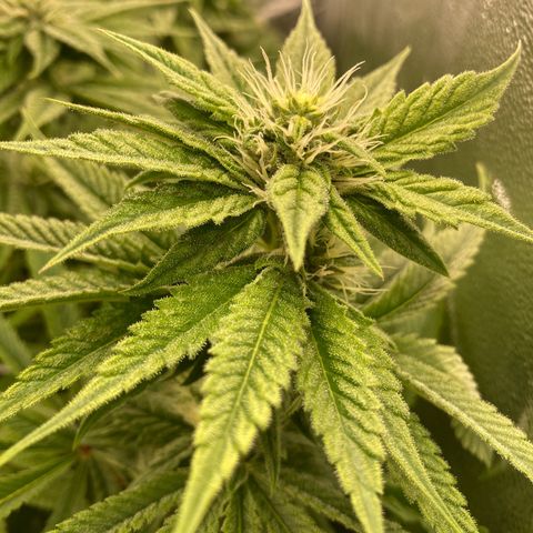 Royal Gorilla growlog timeline photo