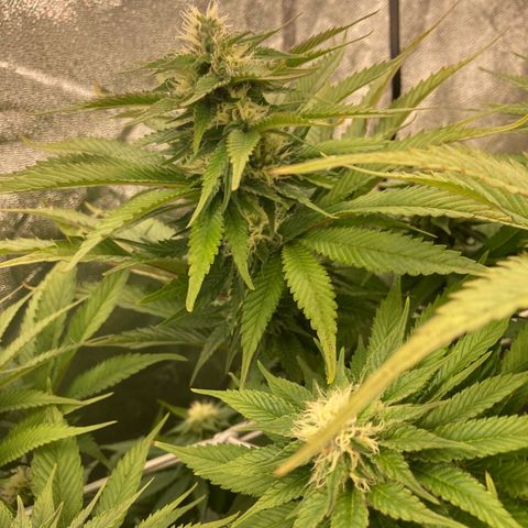 Wedding Crasher growlog timeline photo