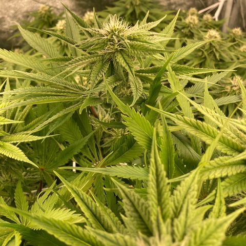 Royal Gorilla growlog timeline photo