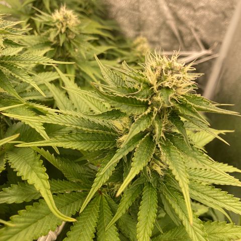 Cookies Gelato growlog timeline photo