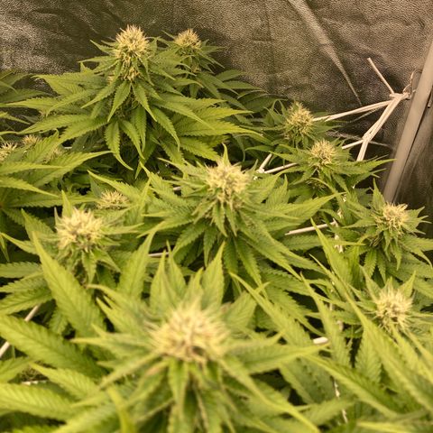 Cookies Gelato growlog timeline photo