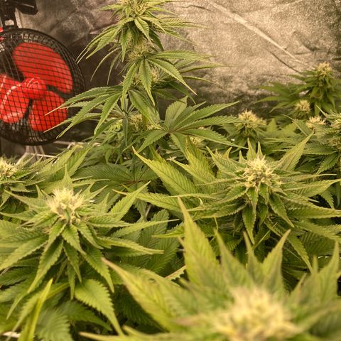 Wedding Crasher growlog timeline photo