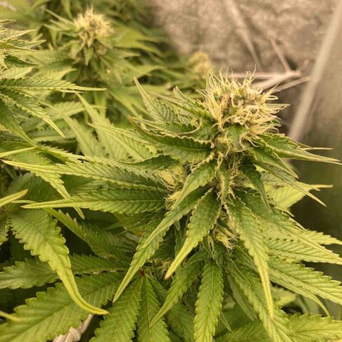 Cookies Gelato growlog timeline photo