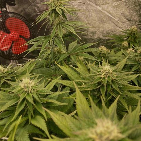 Wedding Crasher growlog timeline photo