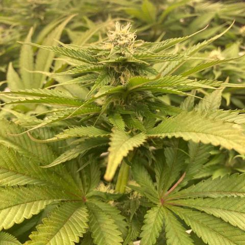 Wedding Crasher growlog timeline photo