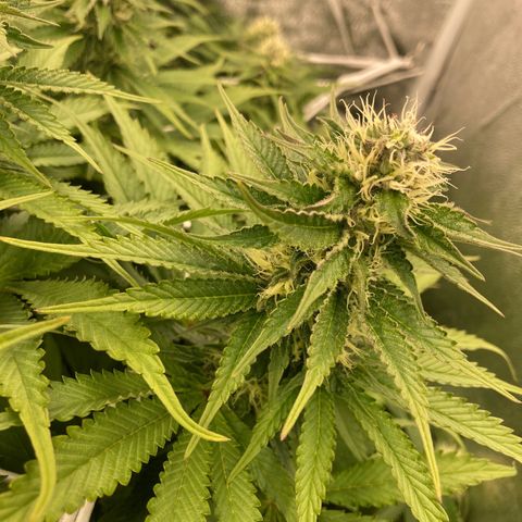 Cookies Gelato growlog timeline photo