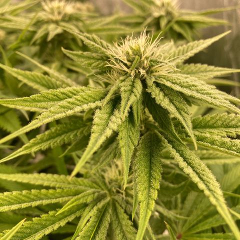 Royal Gorilla growlog timeline photo
