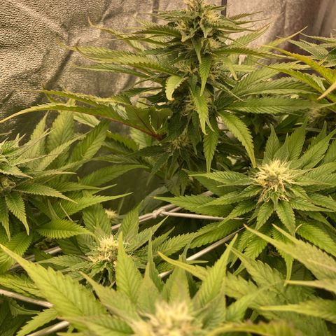 Wedding Crasher growlog timeline photo