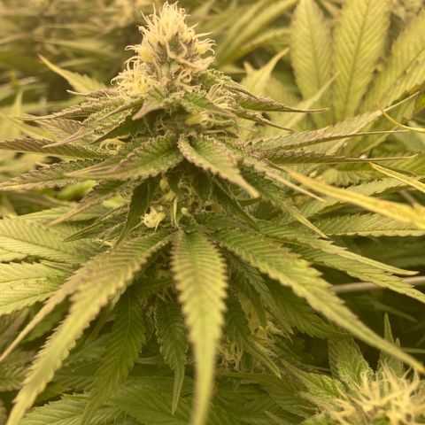 Wedding Crasher growlog timeline photo