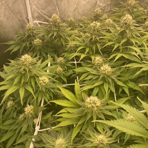 Cookies Gelato growlog timeline photo