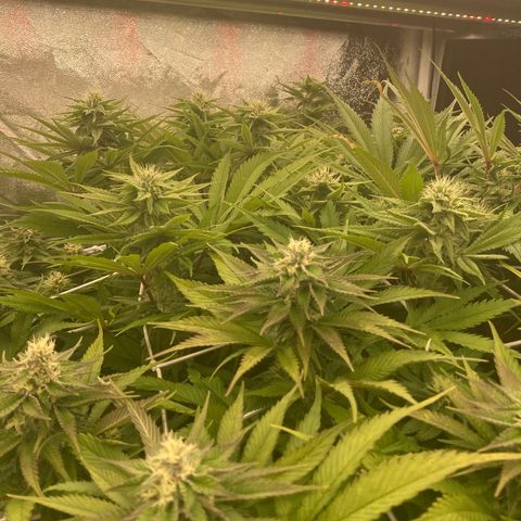 Royal Gorilla growlog timeline photo