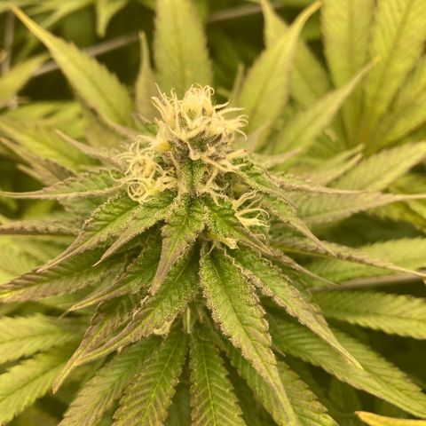 Wedding Crasher growlog timeline photo