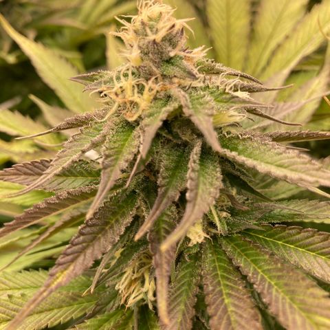 Wedding Crasher growlog timeline photo