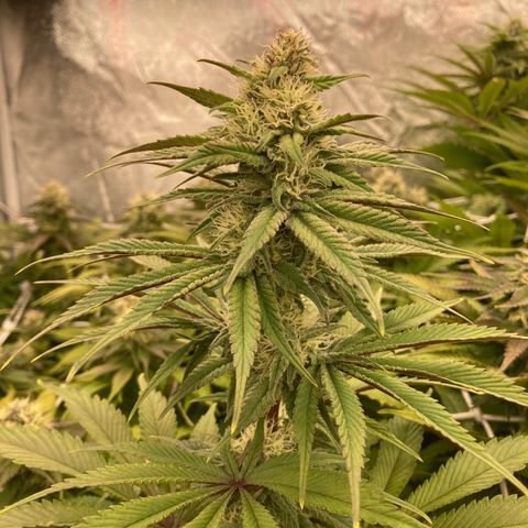 Wedding Crasher growlog timeline photo