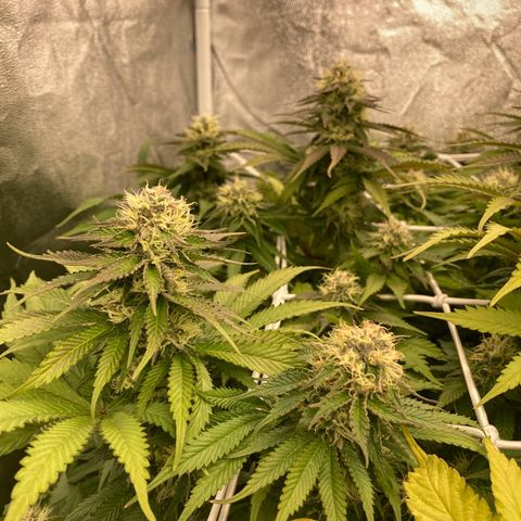 Cookies Gelato growlog timeline photo