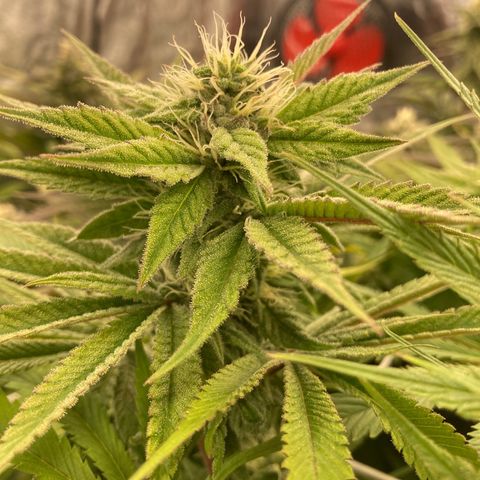 Royal Gorilla growlog timeline photo
