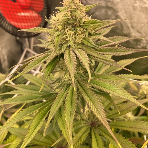 Wedding Crasher growlog timeline photo