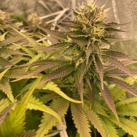 Cookies Gelato growlog timeline photo