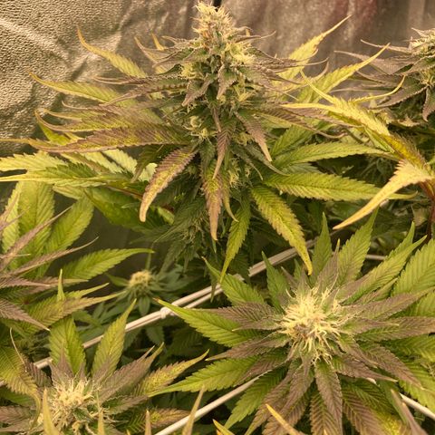 Wedding Crasher growlog timeline photo