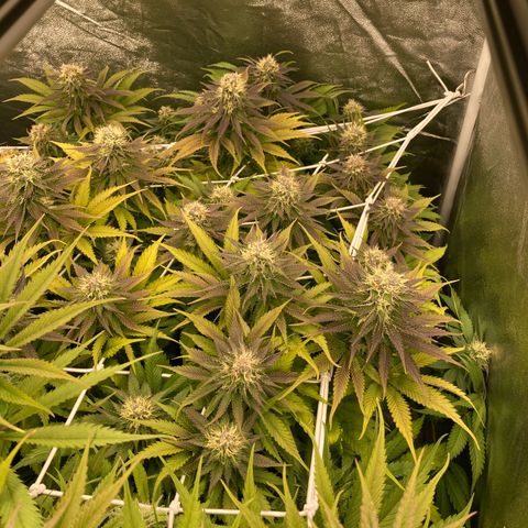 Cookies Gelato growlog timeline photo