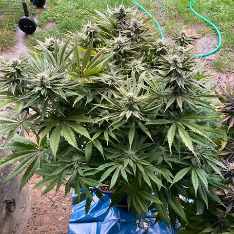 Royal Gorilla growlog timeline photo
