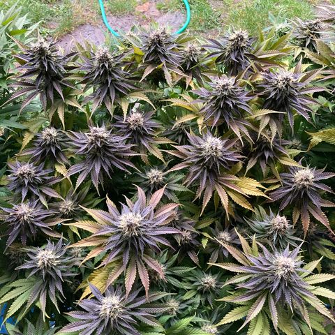 Cookies Gelato growlog timeline photo