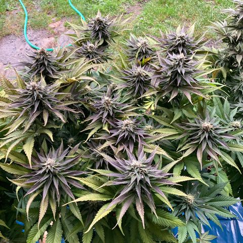 Wedding Crasher growlog timeline photo