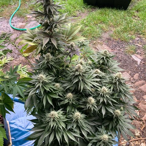 Wedding Crasher growlog timeline photo